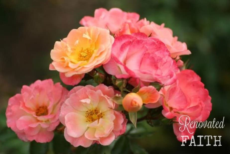 peach drift rose