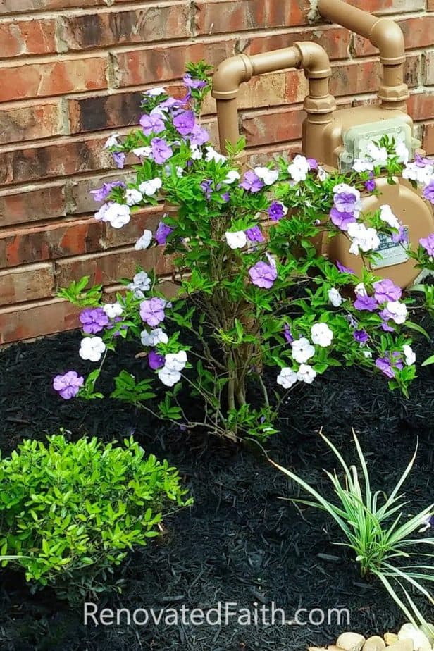 simple front yard landscaping ideas on a budget