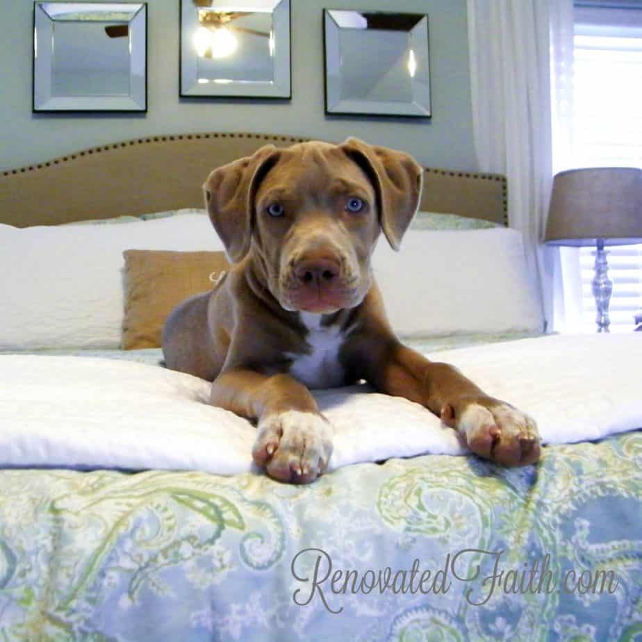 Create A Dream Bedroom On A Budget