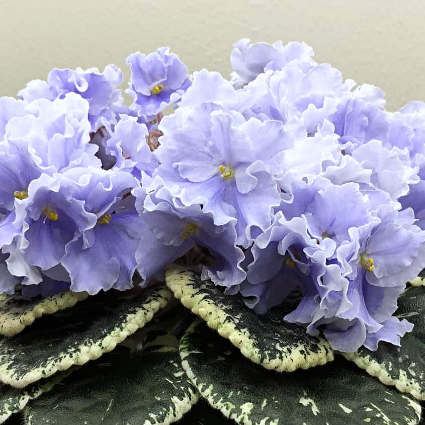 propagating african violets in water