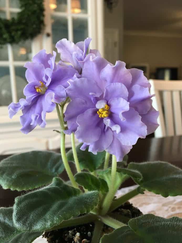 how to propagate african violets
