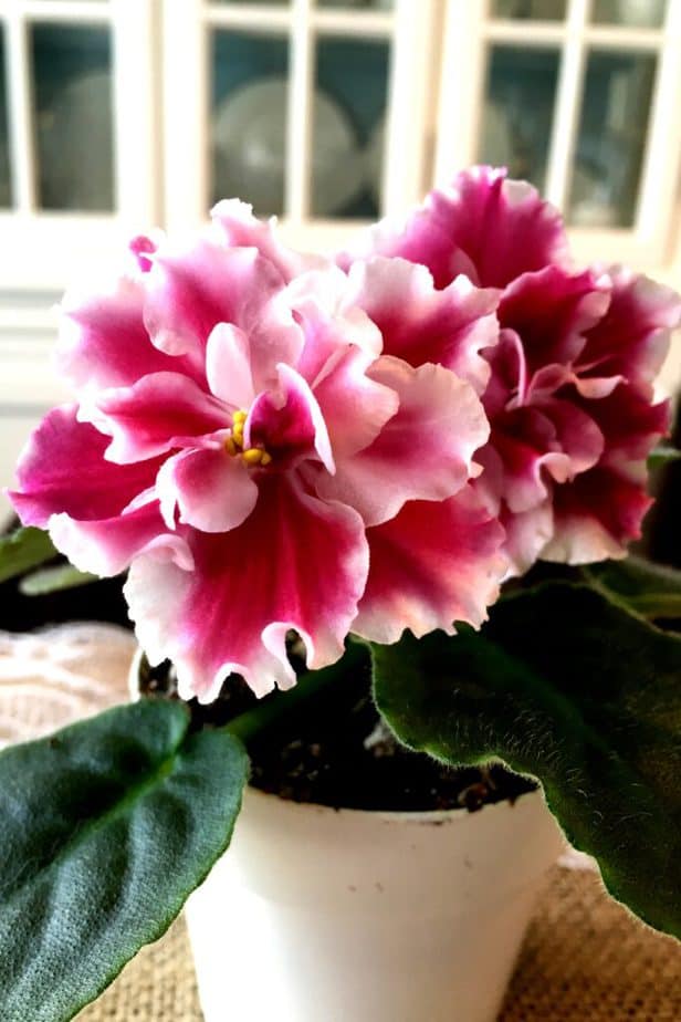 how to propagate african violets in water