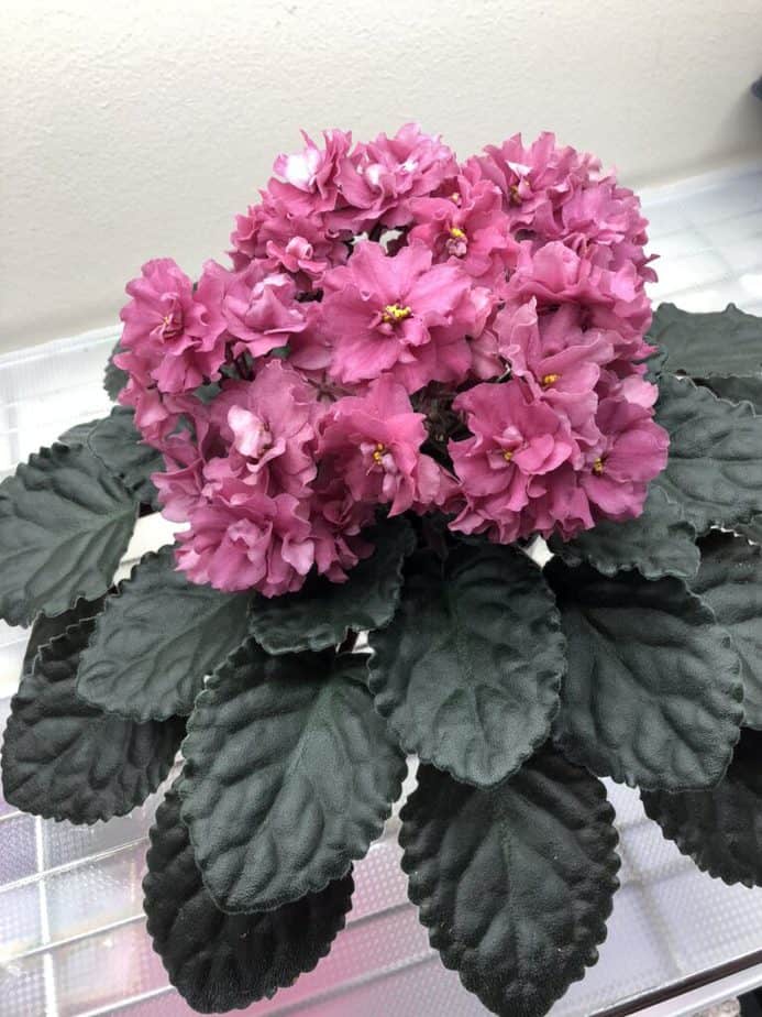 how to propagate african violets in water