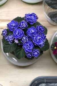 how to propagate african violets in water