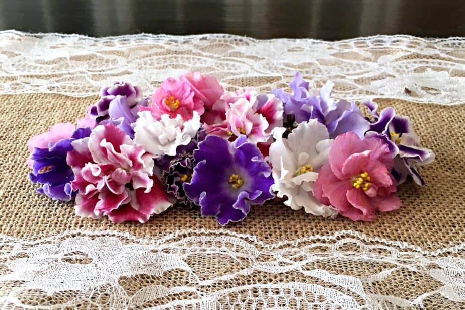 african violet blooms