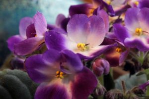 Future of African Violets - Cultivate the Interest of Younger Generations #africanviolets #renovatedfaith