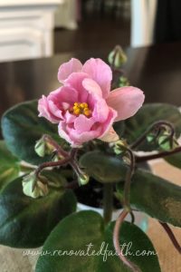 A well-meaning lady in the grocery store saw my daughter and said to me "enjoy every moment". Little did she know my daughter was in the midst of battling a chronic illness. If you find yourself filled with frustration when someone utters those words, I hope this post will provide you with some encouragement. #enjoyeverymoment #parenting #mommyguilt #renovatedfaith