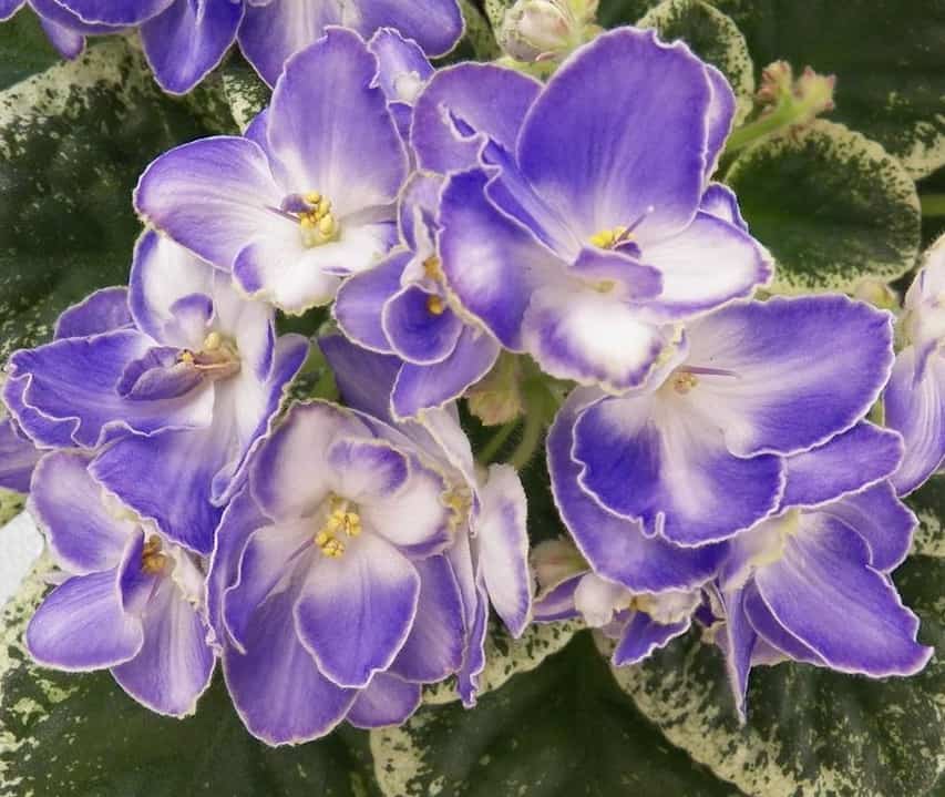 Cajun's Christy, grown and hybridized by Belinda Thibodeaux #africanviolet #avsa #renovatedfaith