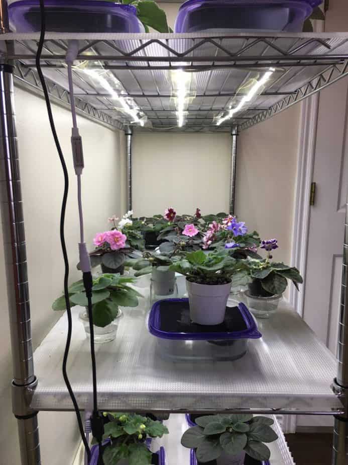 Led Lighting provides a low-cost and safer alternative to fluorescent lighting for growing African violets. Now dimmable, LED lights allow you to customize your lighting to your plants and grow space to get gorgeous blooms and foliage all year long! #africanviolets #avsa #led #renovatedfaith