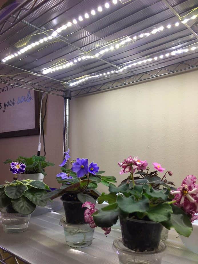 Led Lighting provides a low-cost and safer alternative to fluorescent lighting for growing African violets. Now dimmable, LED lights allow you to customize your lighting to your plants and grow space to get gorgeous blooms and foliage all year long! #africanviolets #avsa #led #renovatedfaith