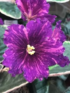 Hunter's Muy Grande, grown and hybridized by Ken Muzalewski #africanviolet #avsa #renovatedfaith