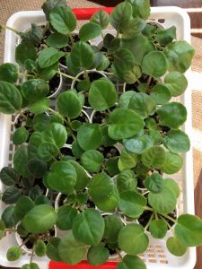 What I love most about African violets is starting out baby plants from leaves.  It is exciting to see tiny leaves pop up from a leaf and eventually bloom for the first time!  Because this is my favorite aspect of our hobby, I’ve had a lot of practice to show you to grow an African violet from a leaf. #africanviolets #avsa #blissstreetvioletry #renovatedfaith #leafpropagation