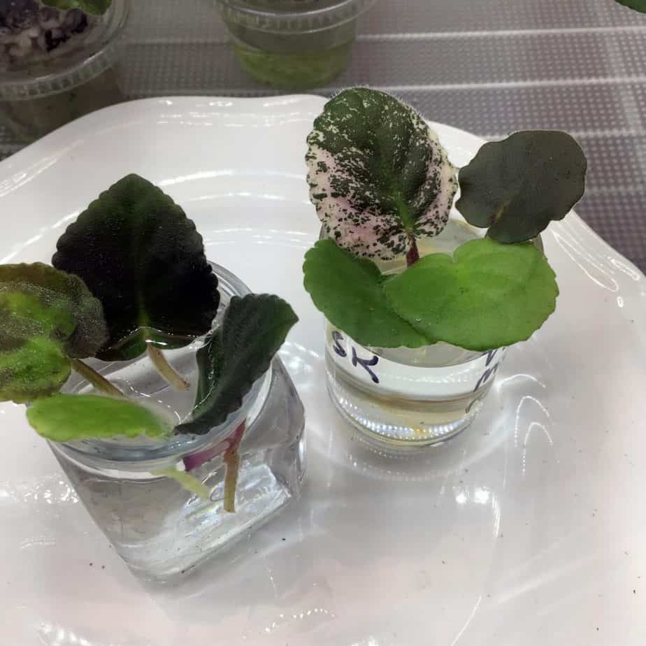 propagating african violets in water