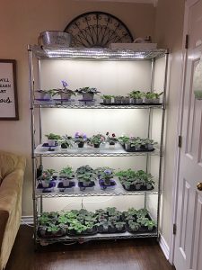 Led Lighting provides a low-cost and safer alternative to fluorescent lighting for growing African violets. Now dimmable, LED lights allow you to customize your lighting to your plants and grow space to get gorgeous blooms and foliage all year long! #africanviolets #avsa #led #renovatedfaith