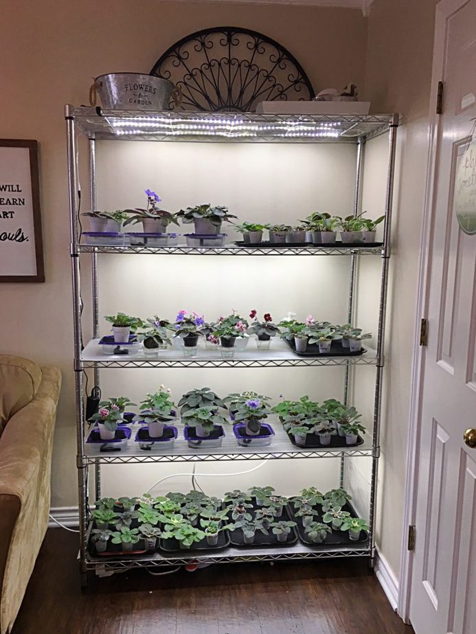 How To Grow Plants with LED Lights African Violet Light Stand