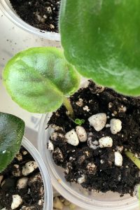 What I love most about African violets is starting out baby plants from leaves.  It is exciting to see tiny leaves pop up from a leaf and eventually bloom for the first time!  Because this is my favorite aspect of our hobby, I’ve had a lot of practice to show you to grow an African violet from a leaf. #africanviolets #avsa #blissstreetvioletry #renovatedfaith #leafpropagation