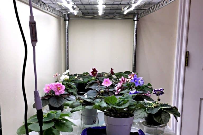 Grow Plants with LED Lights – African Violet Plant Stand