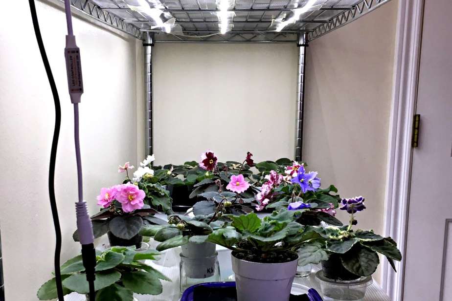 Grow African Violets with LED