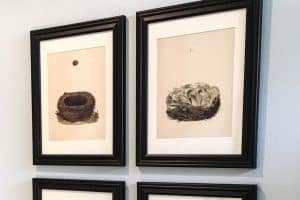 Bird's Nest Vintage Art