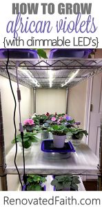 Led Lighting provides a low-cost and safer alternative to fluorescent lighting for growing African violets. Now dimmable, LED lights allow you to customize your lighting to your plants and grow space to get gorgeous blooms and foliage all year long! #africanviolets #avsa #led #renovatedfaith