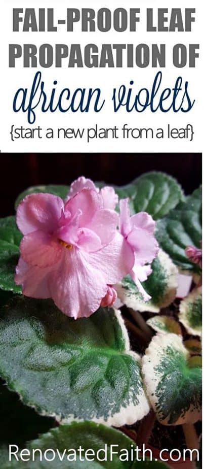 african violet leaf propagation