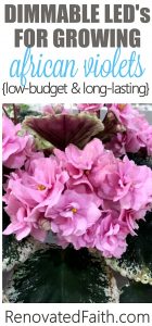 Led Lighting provides a low-cost and safer alternative to fluorescent lighting for growing African violets. Now dimmable, LED lights allow you to customize your lighting to your plants and grow space to get gorgeous blooms and foliage all year long! #africanviolets #avsa #led #renovatedfaith