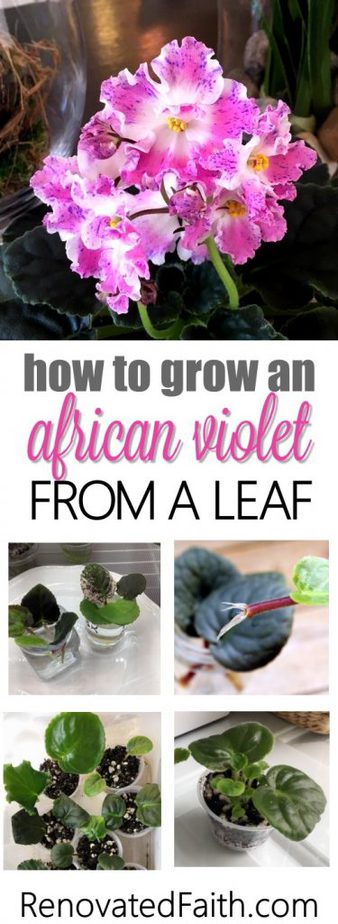 how to propagate african violets in water