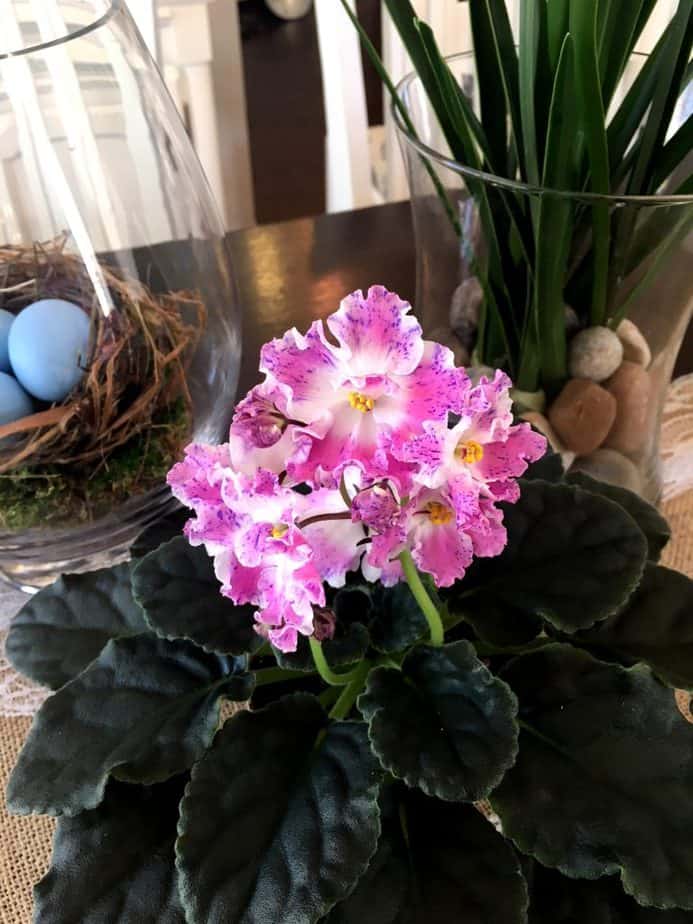 how to propagate african violets in water