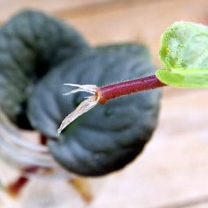 What I love most about African violets is starting out baby plants from leaves.  It is exciting to see tiny leaves pop up from a leaf and eventually bloom for the first time!  Because this is my favorite aspect of our hobby, I’ve had a lot of practice to show you to grow an African violet from a leaf. #africanviolets #avsa #blissstreetvioletry #renovatedfaith #leafpropagation