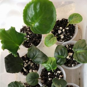 What I love most about African violets is starting out baby plants from leaves.  It is exciting to see tiny leaves pop up from a leaf and eventually bloom for the first time!  Because this is my favorite aspect of our hobby, I’ve had a lot of practice to show you to grow an African violet from a leaf. #africanviolets #avsa #blissstreetvioletry #renovatedfaith #leafpropagation