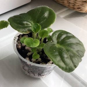 What I love most about African violets is starting out baby plants from leaves.  It is exciting to see tiny leaves pop up from a leaf and eventually bloom for the first time!  Because this is my favorite aspect of our hobby, I’ve had a lot of practice to show you to grow an African violet from a leaf. #africanviolets #avsa #blissstreetvioletry #renovatedfaith #leafpropagation