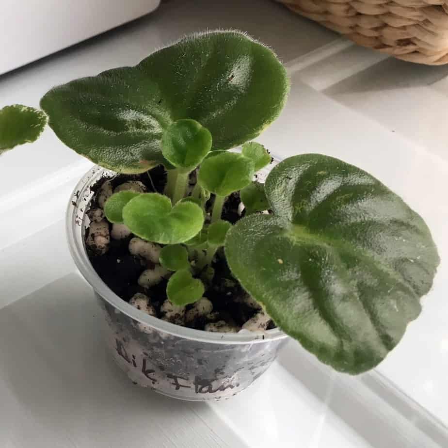 propagating african violets in water