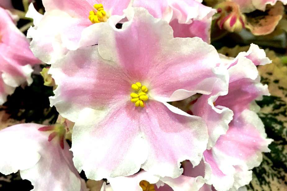 Where To Buy African Violets