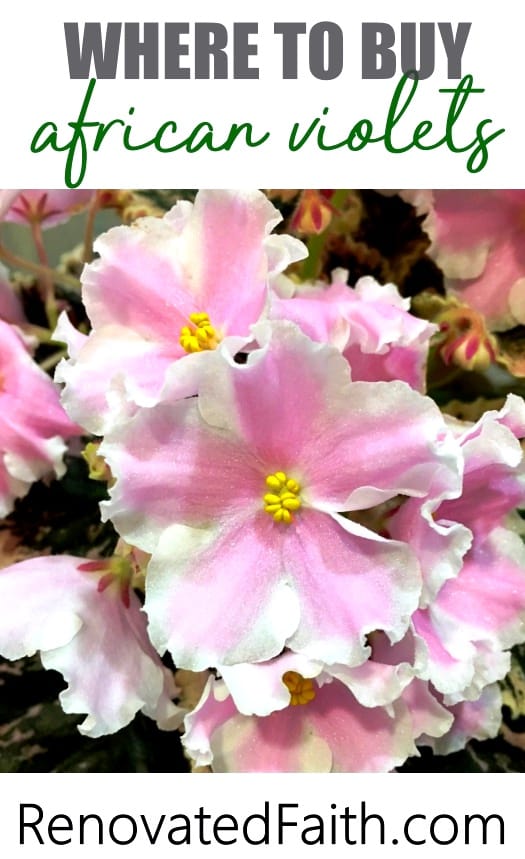 Where To Buy African Violets #africanviolets #renovatedfaith