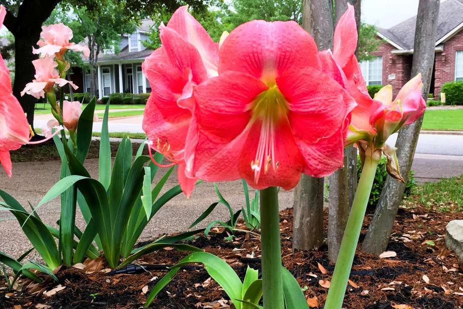 31 Simple Landscaping Ideas For The Front Of Your House On A Budget