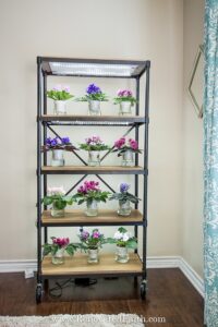 EASIEST DIY Grow Light Shelves (For Indoor Plants & Seedlings)