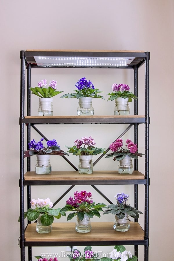 Indoor plant stand with deals grow light