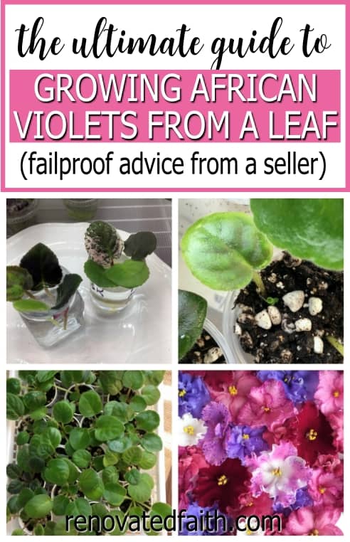 how to propagate african violets in water