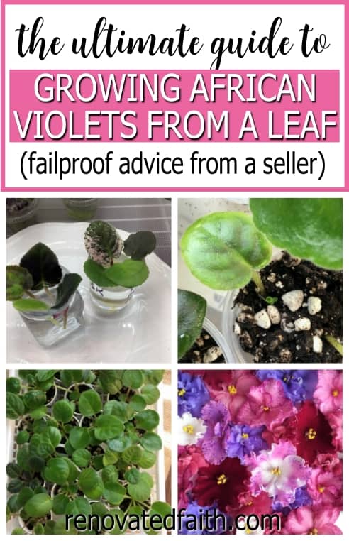 african violet propagation