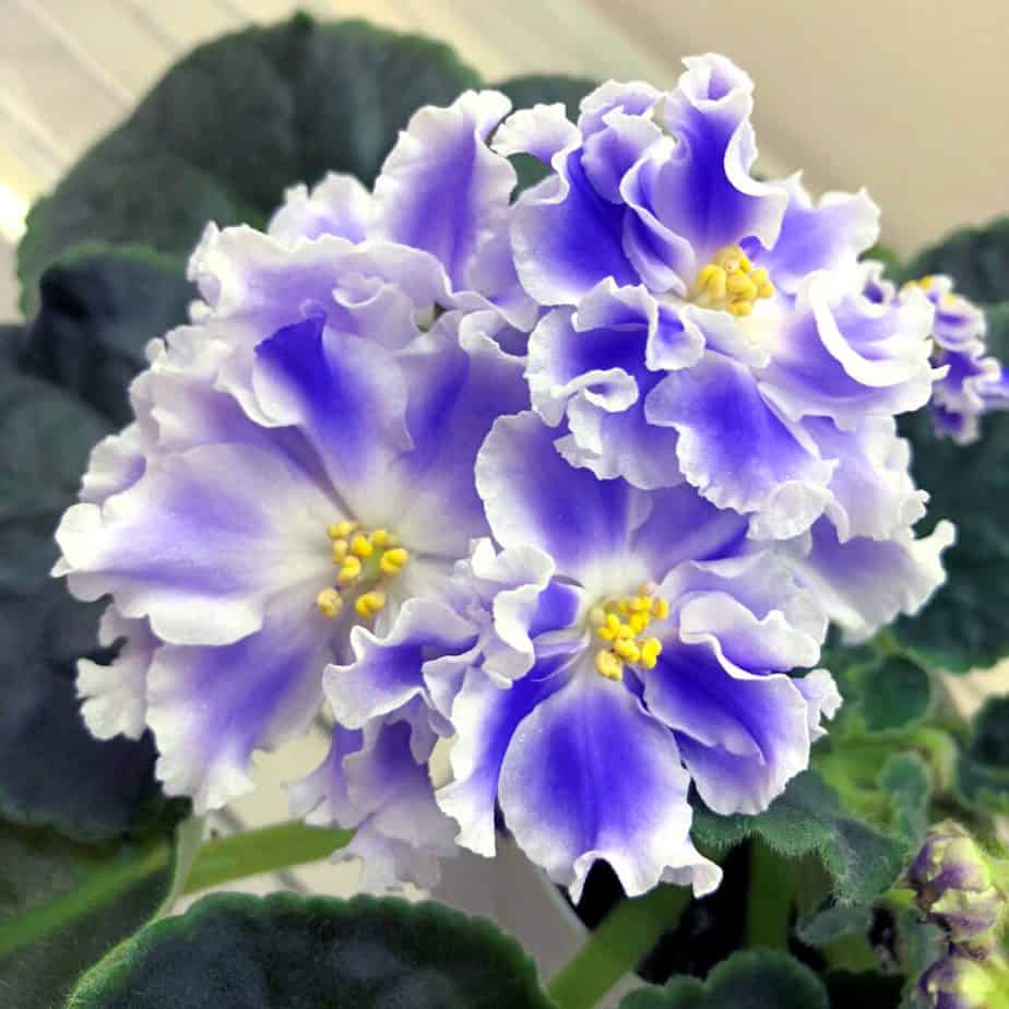 how to propagate african violets in water