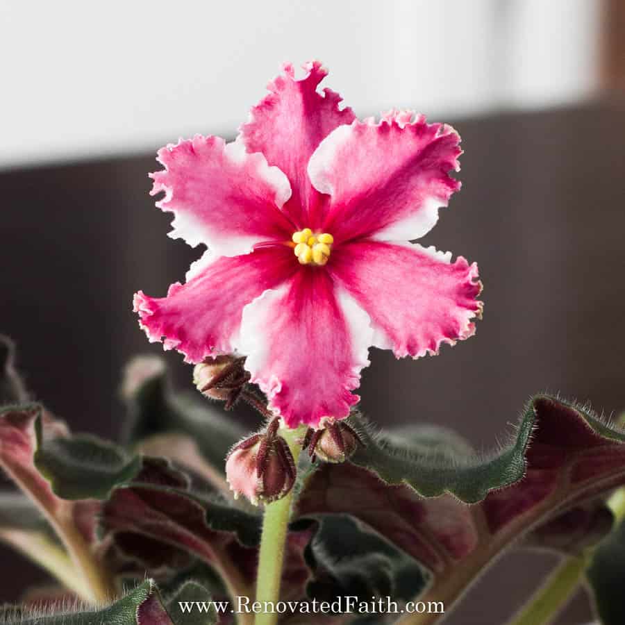 how to propagate african violets