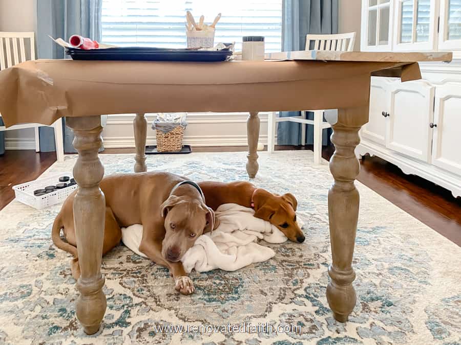 two dogs under table