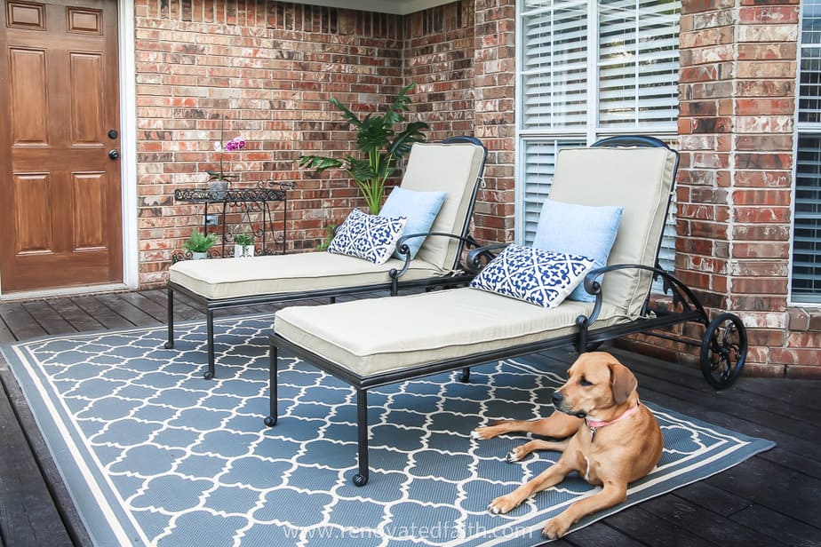 two chaise lounges and gorgeous dog