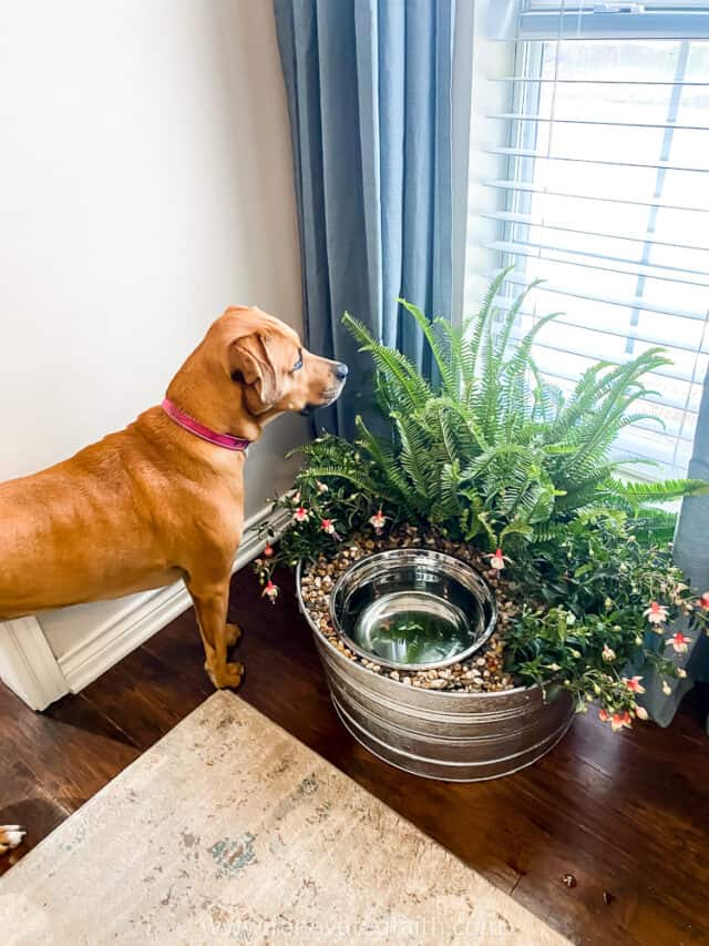 DIY Dog Water Bowl Planter (EASY Tutorial & Safe Plants!) - Renovated Faith