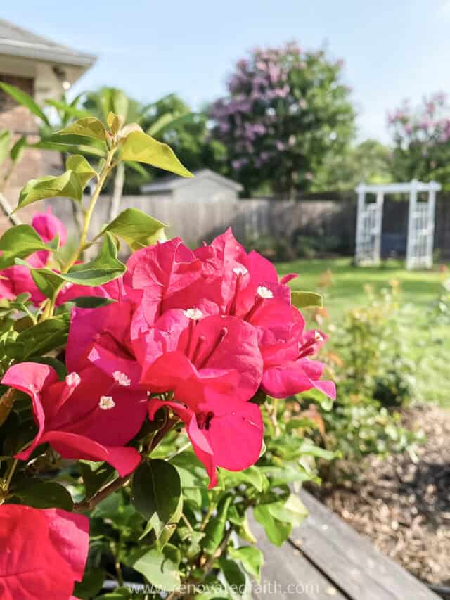 How to Set Up Drip Irrigation for Potted Plants (Beginner Guide)