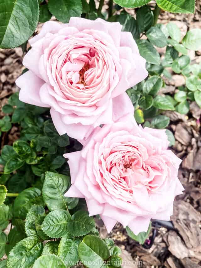 How to Set Up Drip Irrigation for Roses & Landscape Plants Easily!