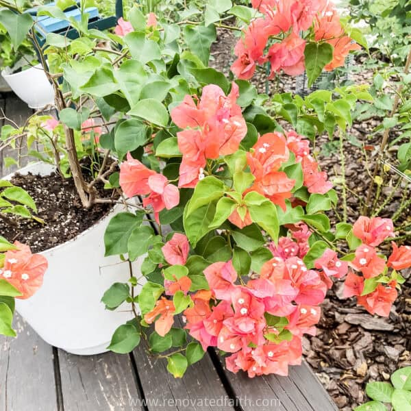 How to Set Up Drip Irrigation for Potted Plants (Beginner Guide)