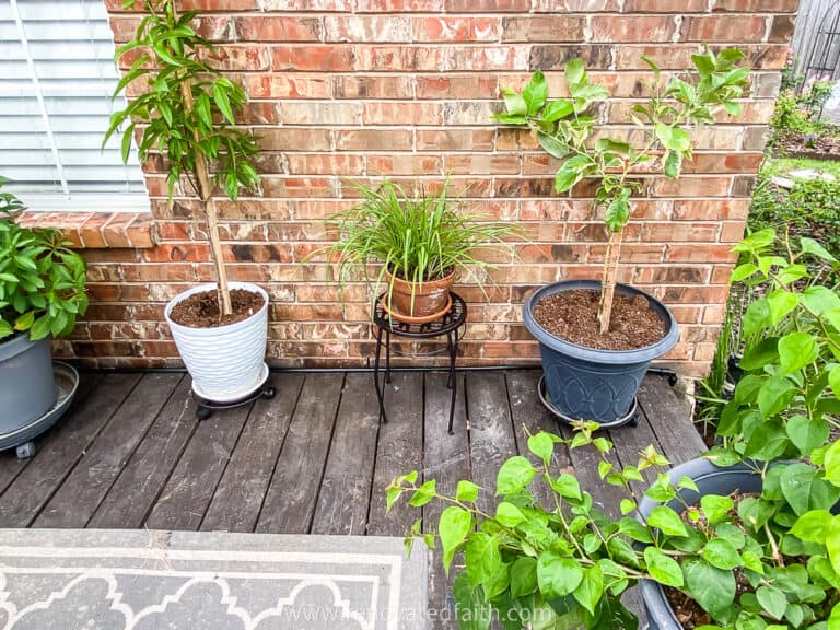 How to Set Up Drip Irrigation for Potted Plants (Beginner Guide)