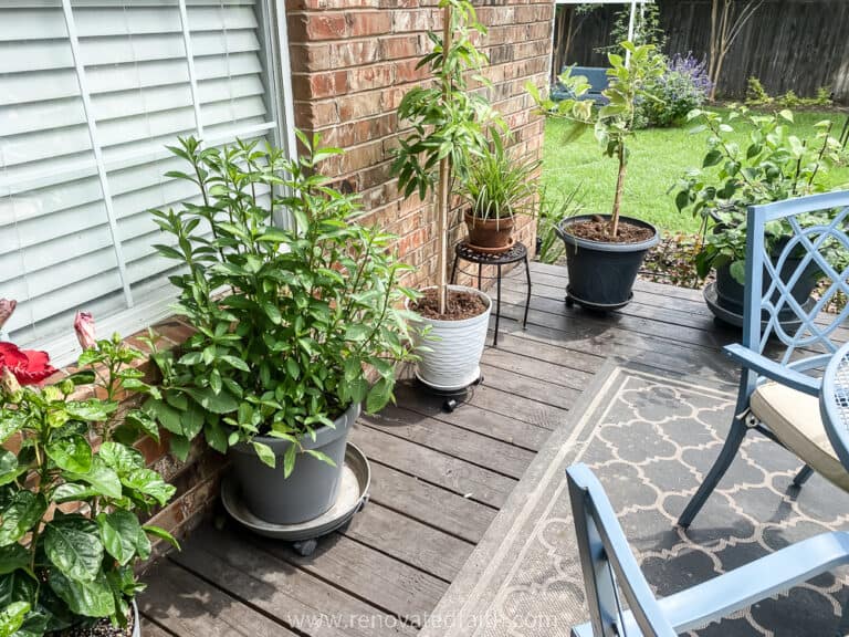 How to Set Up Drip Irrigation for Potted Plants (Beginner Guide)