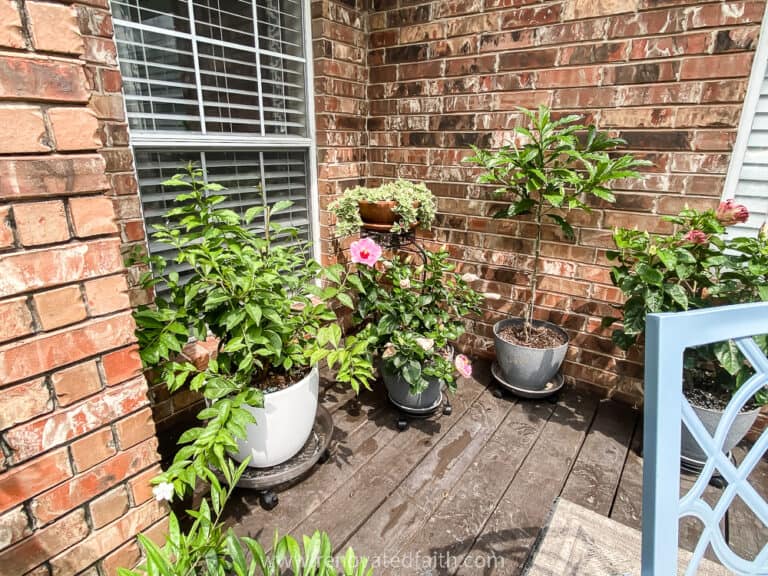 How to Set Up Drip Irrigation for Potted Plants (Beginner Guide)